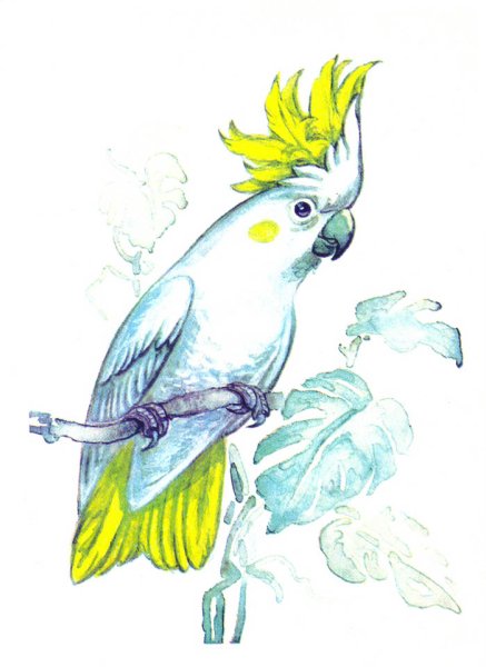 Нарисовать попугая