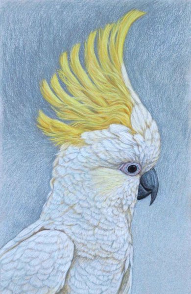 Какаду рисунок