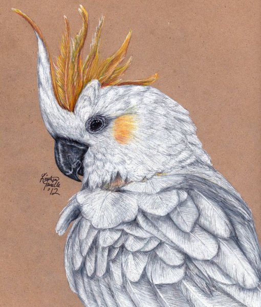 Попугай Какаду мультяшный