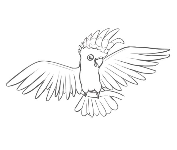 Попугай Какаду