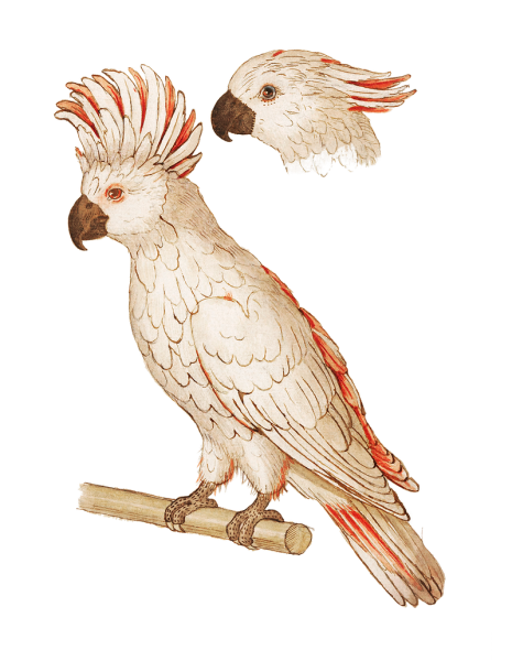 Попугай Какаду