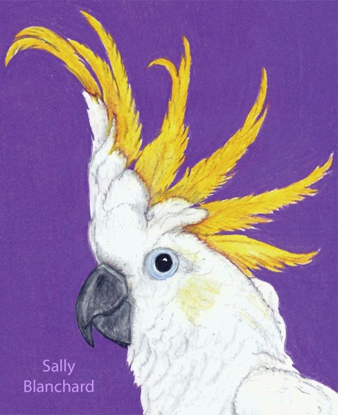 Раскраска попугай Какаду