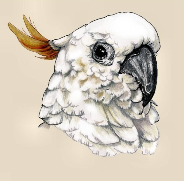Нарисовать Какаду