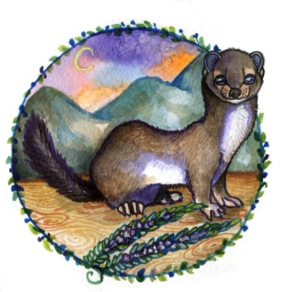 Мангуст ласка