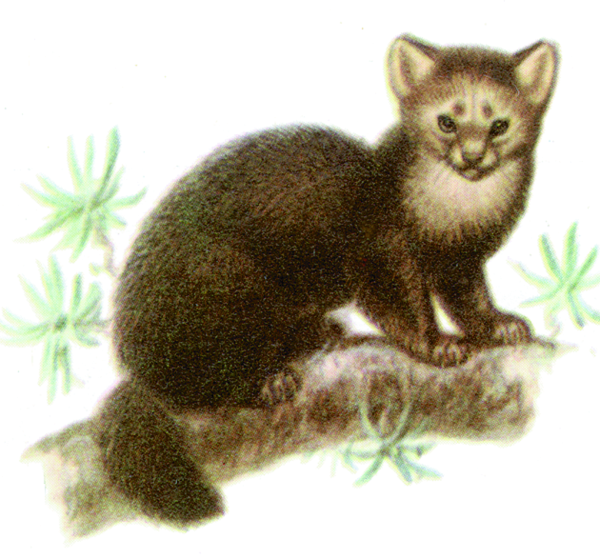 Соболь картина