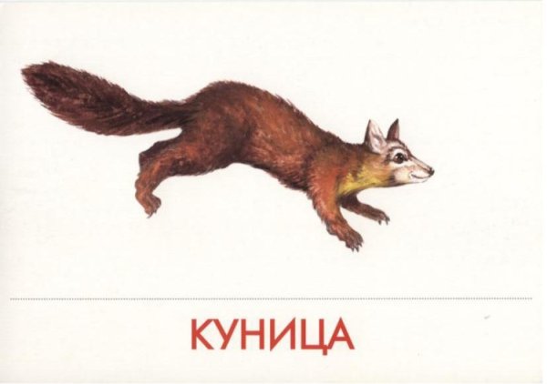 Куница рисунок для детей