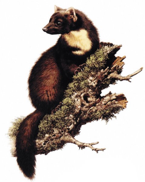 Изображение соболя