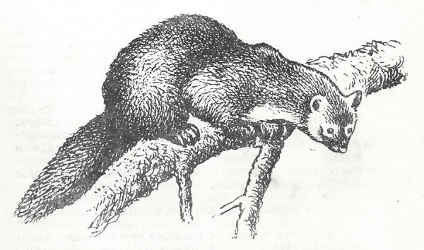 Каменная куница