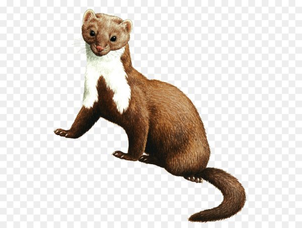 Ласка на белом фоне