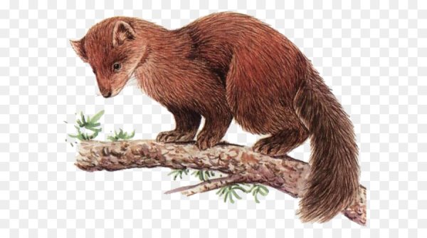 Куница для детей