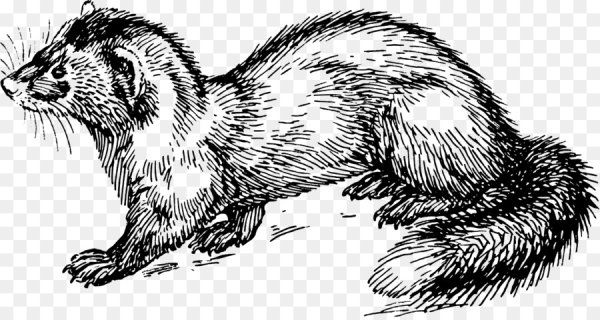 Норка рисунок