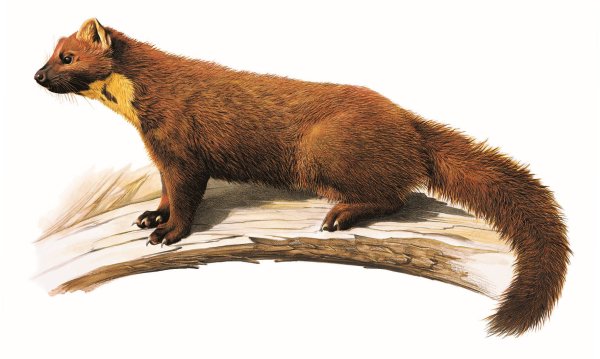 Куница ДНД