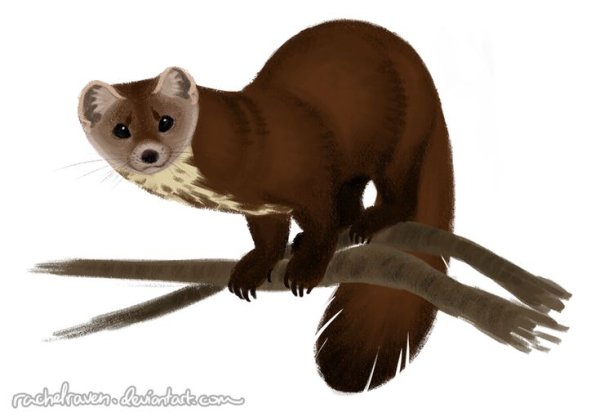 Куница мульт