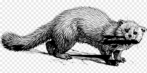 Росомаха животное