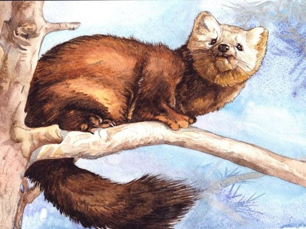 Куница живопись