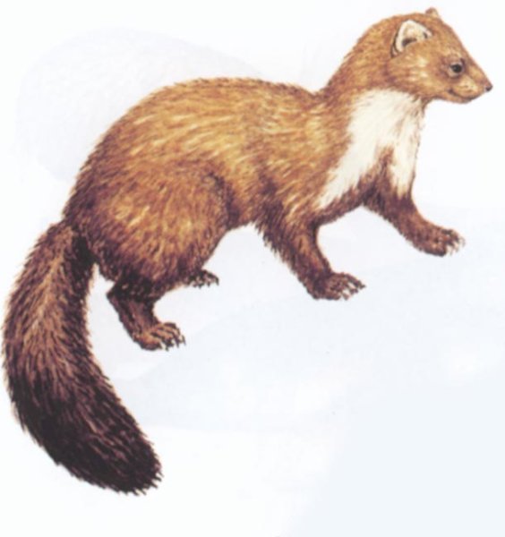 Соболь для детей