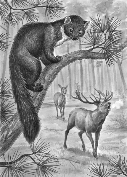 Зиганшин Возвращение Росомахи