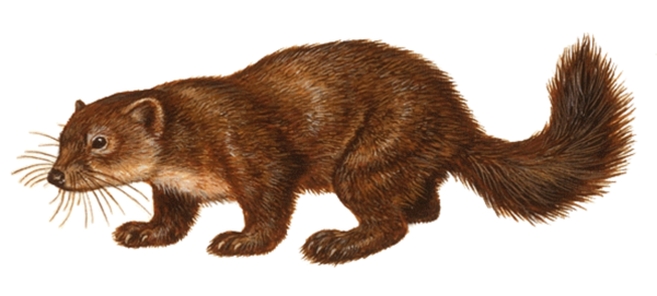 Соболь животное