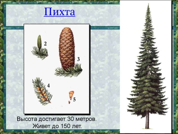 Пихта шишки и хвоинки