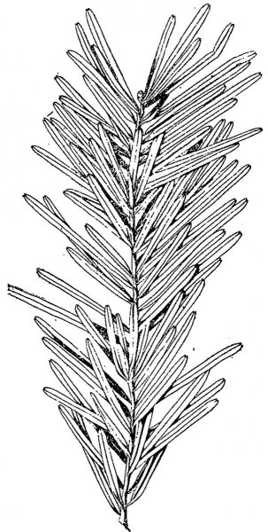 Пихта Сибирская хвоинки