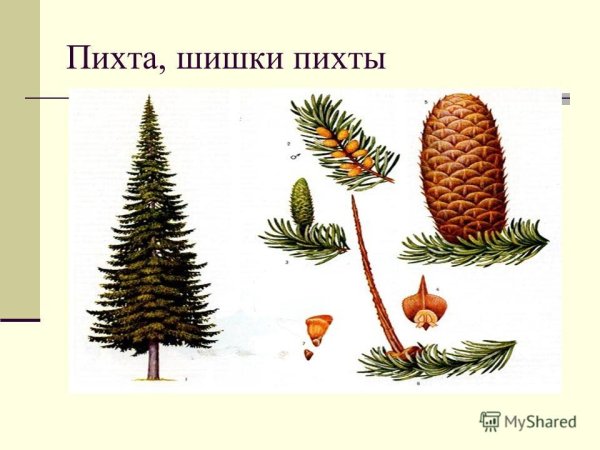 Шишки пихты Голосеменные