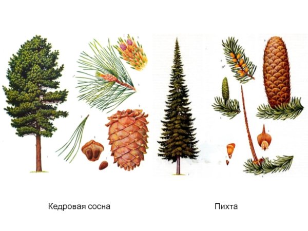Кедр пихта сосна