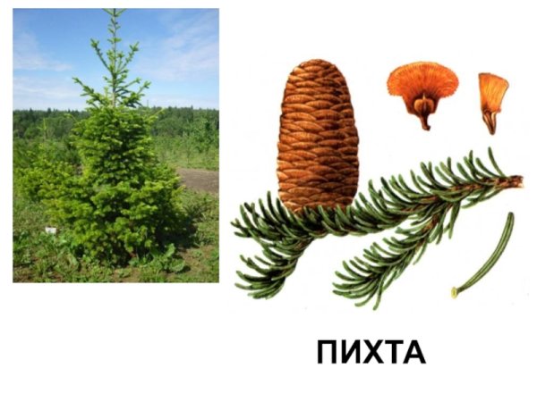 Ель Сибирская хвоинки