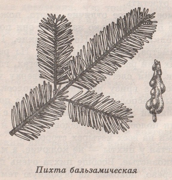 Нарисуй хвоинки пихты