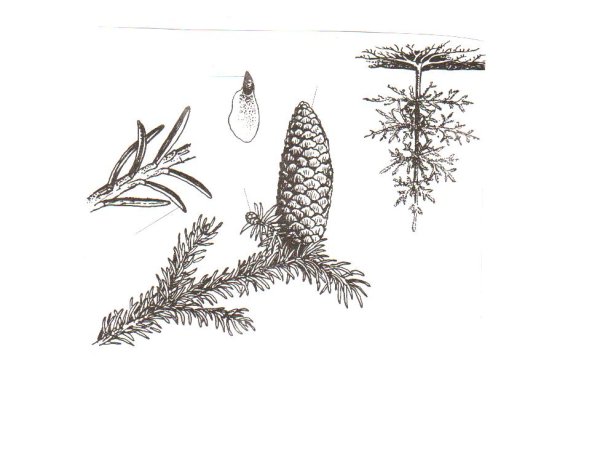 Шишки пихты Голосеменные