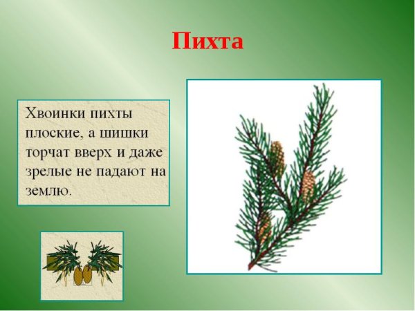 Расположение хвоинок у пихты