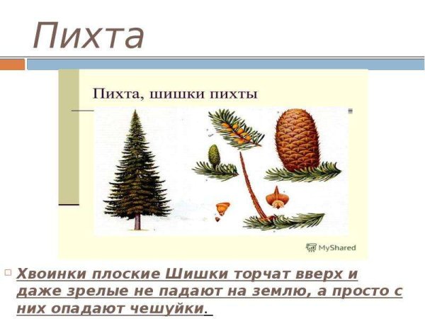 Расположение хвоинок у пихты