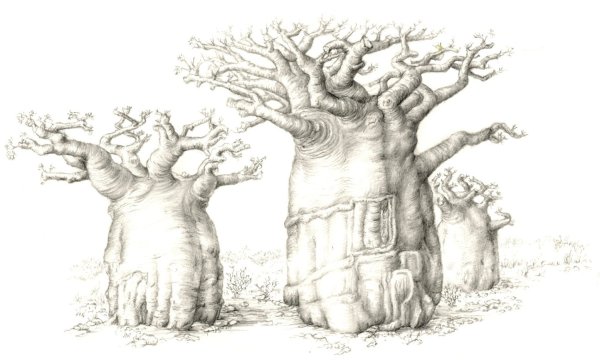 Баобаб контур