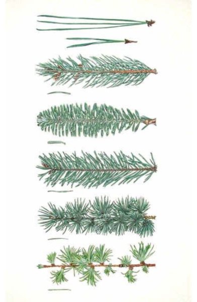 Ель обыкновенная хвоинки