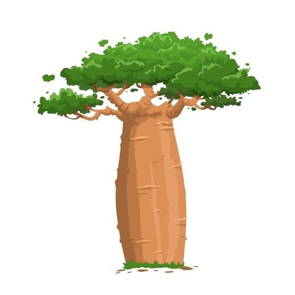 Бутылочное дерево на белом фоне