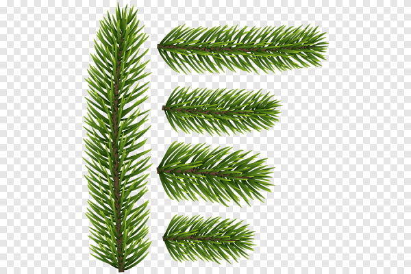 Пихта Сибирская на белом фоне