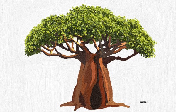 Баобаб на белом фоне