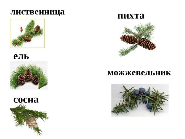 Ель сосна пихта