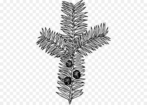 Веточка пихты