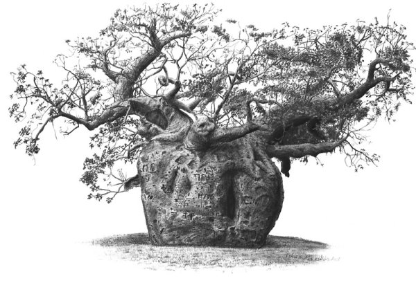 Баобаб гравюра