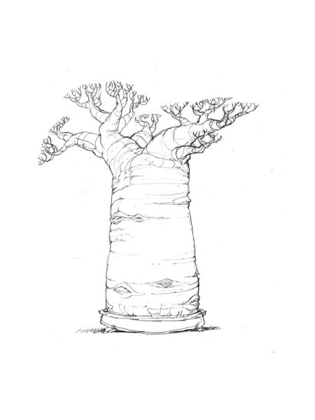 Деревья Африки раскраска