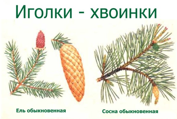 Ель обыкновенная хвоинки
