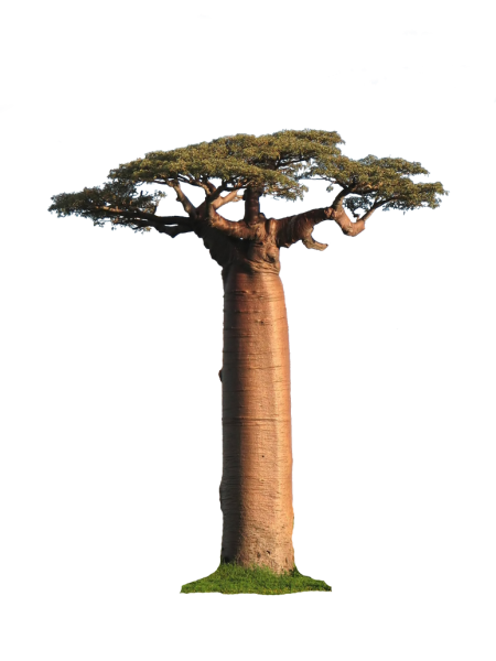 Баобаб дерево на белом фоне