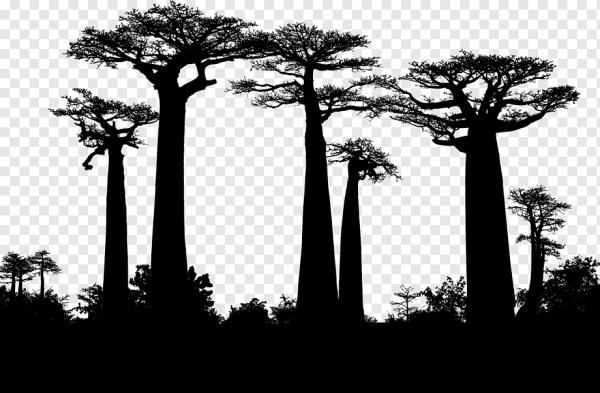 Баобаб контур