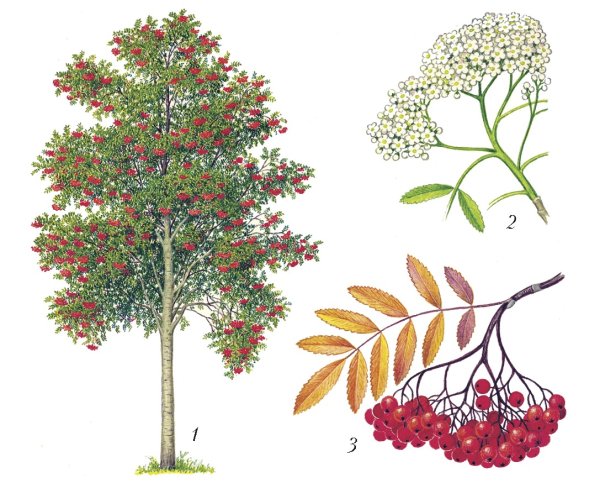 Sorbus aucuparia побег