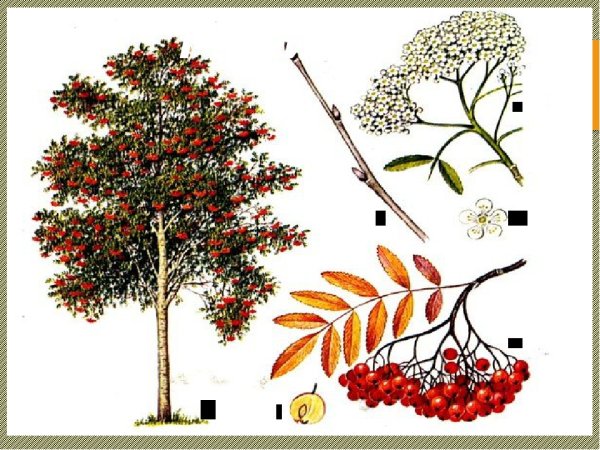 Рябина осенью для детей