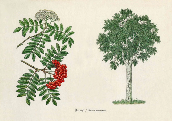 Рябина дерево лист плод