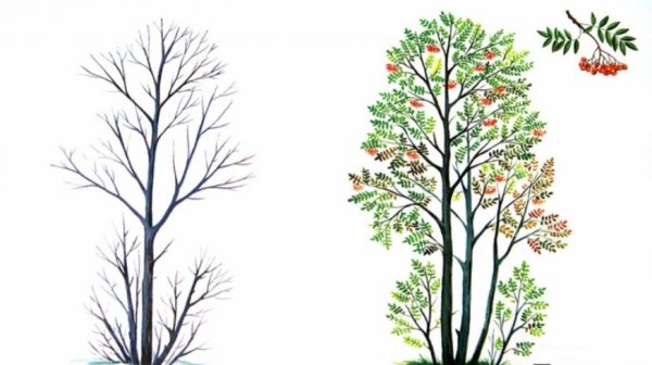 Деревья для дошкольников