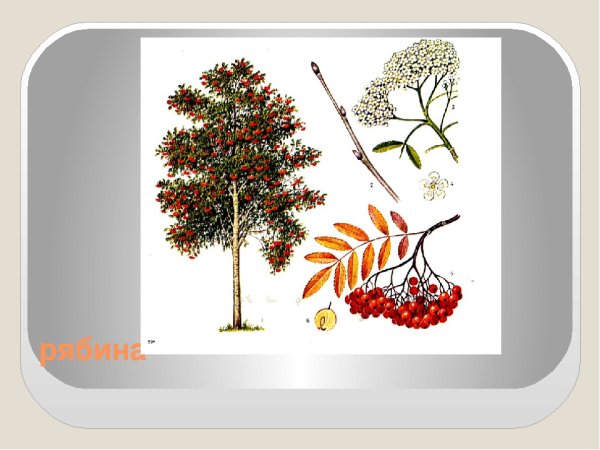 Рябина окружающий мир
