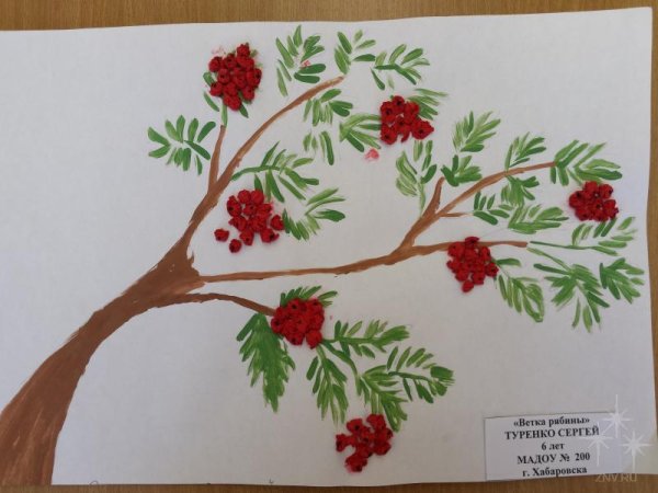 Рябина дерево рисунок для детей