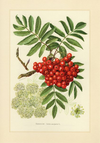 Рябинка дерево на белом фоне